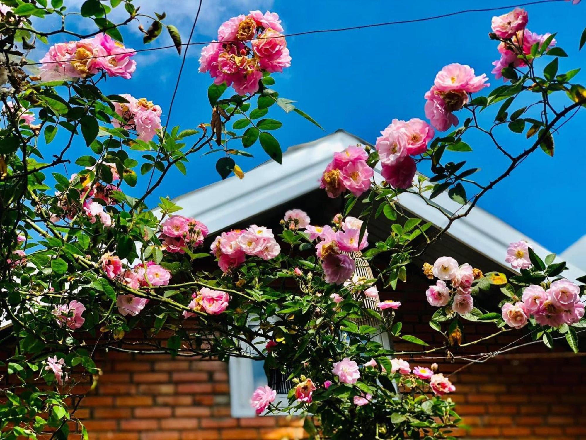 Rose House Apartment Da Lat Exterior foto